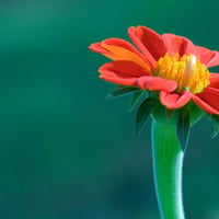 Mexican Torch Flower (Tithonia)