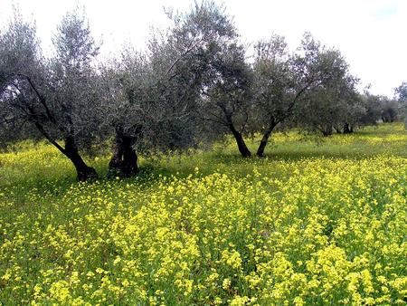 Andalusien - spain, yellow, photography, andalusia, green, field, andalusien