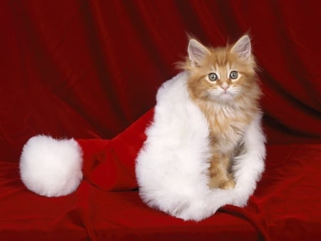 Christmas cat - hat, cat, red, christmas, kitten