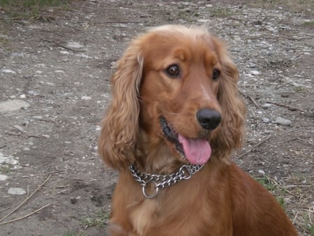 Our best friend - dog, spaniel, cocker