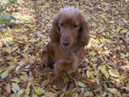 Golden than autumn... - dog, cocker spaniel, autumn