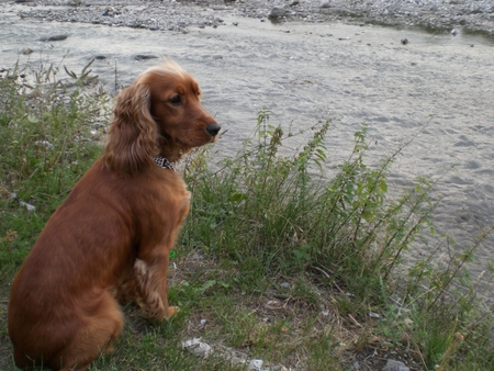 Contemplating... - river, dog, spaniel