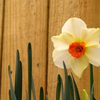 easter daffodil 