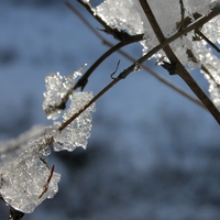 ice on branch