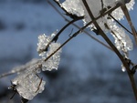 ice on branch