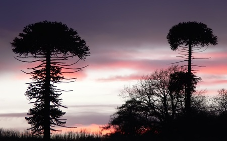 araucaria o pehuen - pehuen