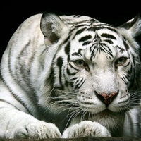 White tiger