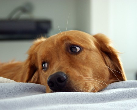 Adorable Dog - adorable, dog, eyes, cute, head