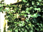 Young Bird in a tree,waiting for food