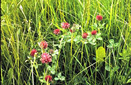 Red Flowers in the green gras