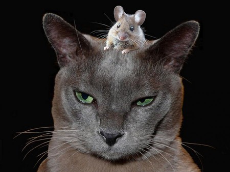 Friends - funny, picture, friends, cat, mouse