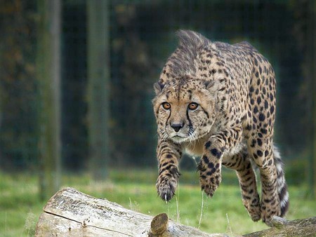 Cheetah Jump - cheetah, jump, picture, beautiful