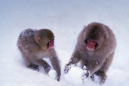 Monkies in Snow - in snow, cute, monkies, picture