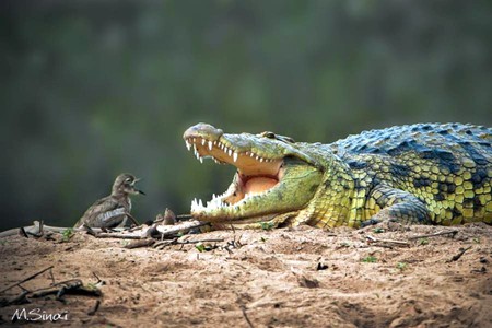 Bird versus Crocodile - bird, picture, crocodile, funny