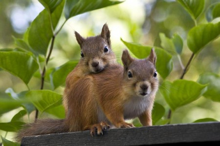 Cute Squirrels - cute, squirrels, picture, cool