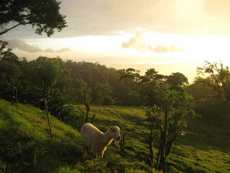 Peaceful Meadow - sky, tree, field, grass, goat