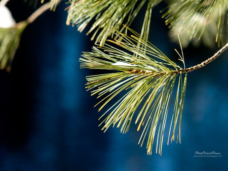 winter - christmas, branches, winter, tree