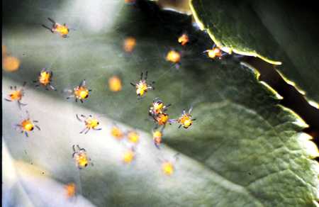 Ready for take off - nature, born, spiders, spring, new