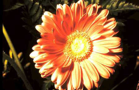 A Flower for Tamara - nature, gift, orange, flowers, spring, friend