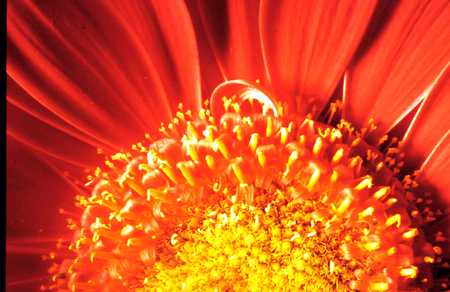 Flower Eruption - eruption, nature, beauty, orange, flower