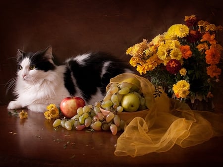 Still Life - pretty, cat face, paws, flowers, apples, kitten, cats, face, nice, fruits, vase, beautiful, photography, beauty, colors, lovely, still life, sweet, cat, grapes, colorful, nature, cute, adorable, apple, animals, kitty