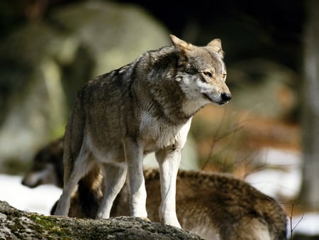 KING OF THE MOUNTAIN - animal, wolf, majestic, gorgeous