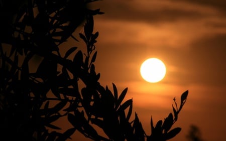 sunset - orange, summer, beach, sunset