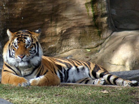 Tiger resting - wildlife, animal, tiger, zoo, feline