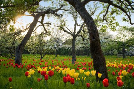 Spring in garden - trees, yellow, red, house garden, beautiful, tulips, flowers, grass