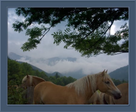 horses - landscape, brown horses, evening, beautiful, moon