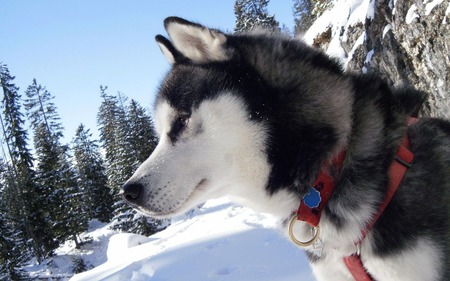 Husky - winter, dogs, cute, snow, nice, animals