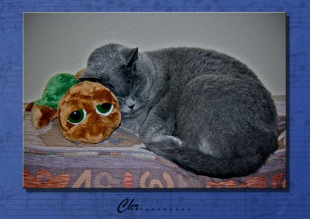 me and my friend - grey cat, lovely, sleeping, cat toy