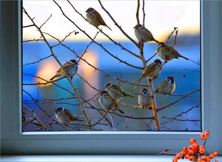 Through the glass - glass pane, chickadees, birds, branch