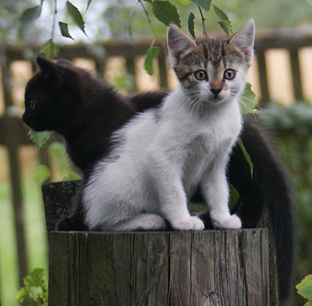 sweet friends - friends, sweet, pets, kittens