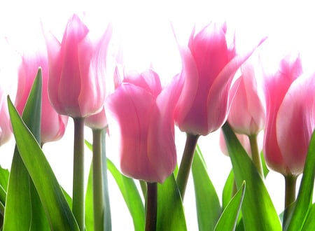 pink beauty - tulips, flowers, pink, beautiful