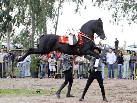 Prance - black, spanish, dressage, prance, horses, cabriole, andalusian