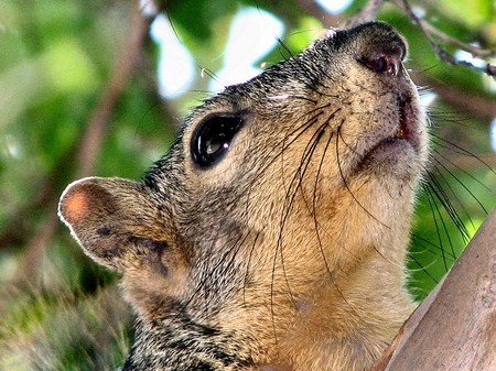 Rodent - head, looking, nose, rodent, eye