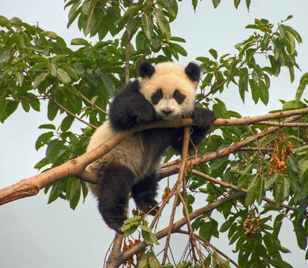 panda - panda, black and white, china, tree