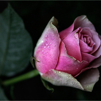Pink Rose