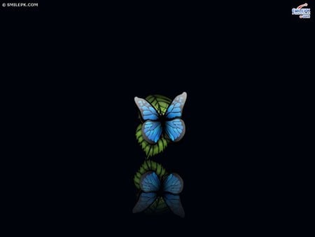 butterfly - butterfly, nature, blue, animals