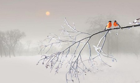 Beautiful Winter - birds, winter, love, tree, sun