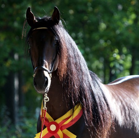 Spanish Pride - horses, andalusian, bay, spanish, laze