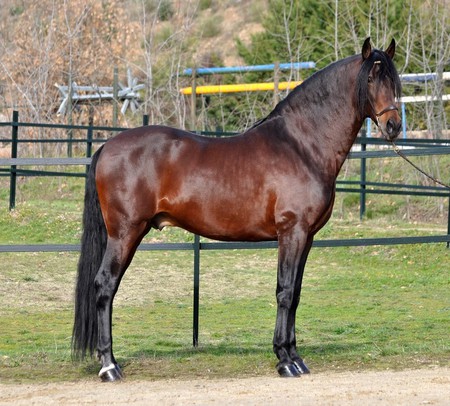 Perfect Morfology - horses, andalusian, spanish, bay