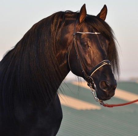 Ebony Diamond - black, spanish, horses, andalusian