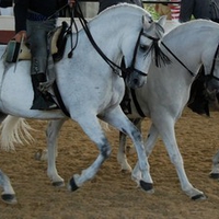 Three Spanish Beauties