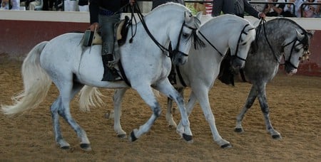 Three Spanish Beauties - spanish, grey, white, horses, dappled grey, andalusian