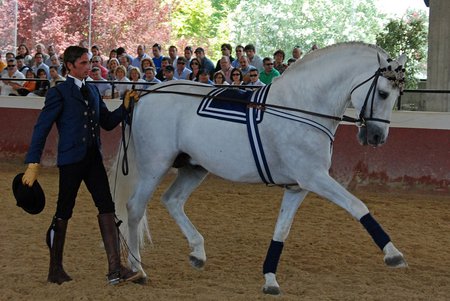 Display - horses, andalusian, spanish, grey