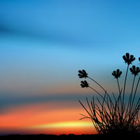 Floral sunset