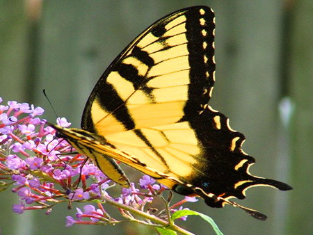 Winged beauty - beauty, butterfly, yellow and black, pink flowers, swallowtail