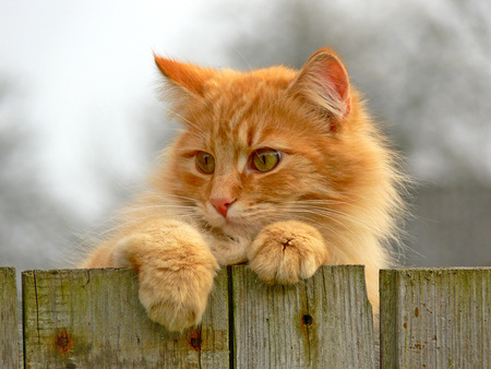 Look Out - fence, a, cat, kitty, cute